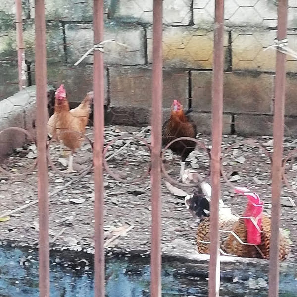 gallinas