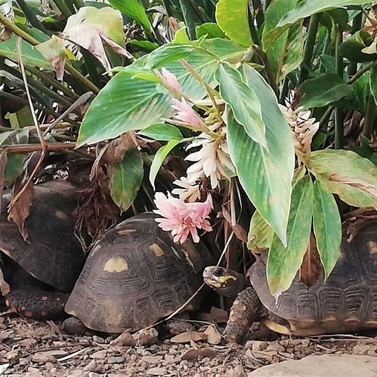 morrocoys en mi patio