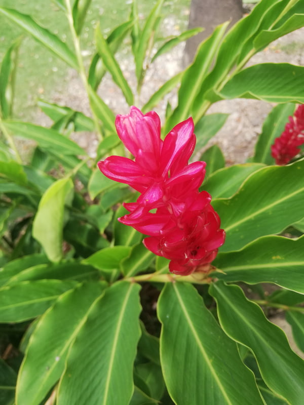 la belleza que se mira